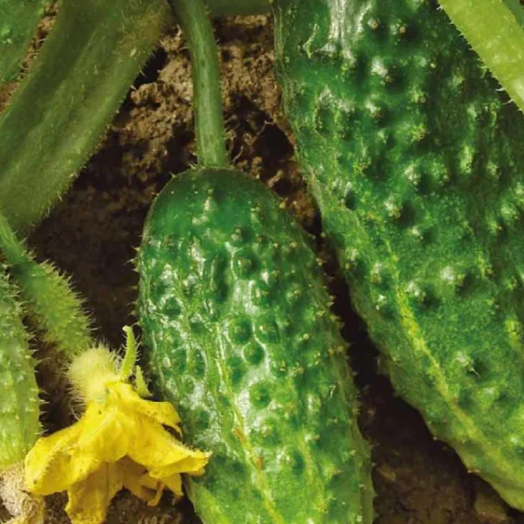 Outlet BOTANIC® Cornichon Hokus Bio. La barquette de 3 plants