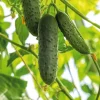 Discount BOTANIC® Cornichon Hokus Bio. La barquette de 3 plants
