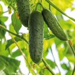 Discount BOTANIC® Cornichon Hokus Bio. La barquette de 3 plants