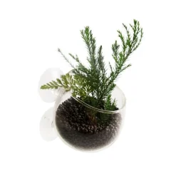 Discount EUROPET Coupe en verre pour plante naturelles coloris transparent avec ventouses - 9 x 6 x 6 cm