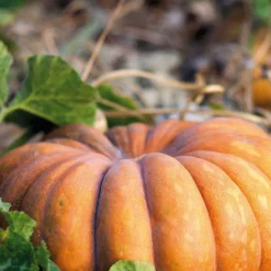 Best BOTANIC® Courge Musquee De Provence Bio. La barquette de 3 plants