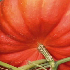 Best BOTANIC® Courge Rouge Vif D' Etampes Bio. La barquette de 3 plants