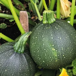 Best BOTANIC® Courgette Ronde De Nice Bio. La barquette de 3 plants