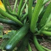 Discount BOTANIC® Courgette Verte Zodiac Bio. La barquette de 3 plants