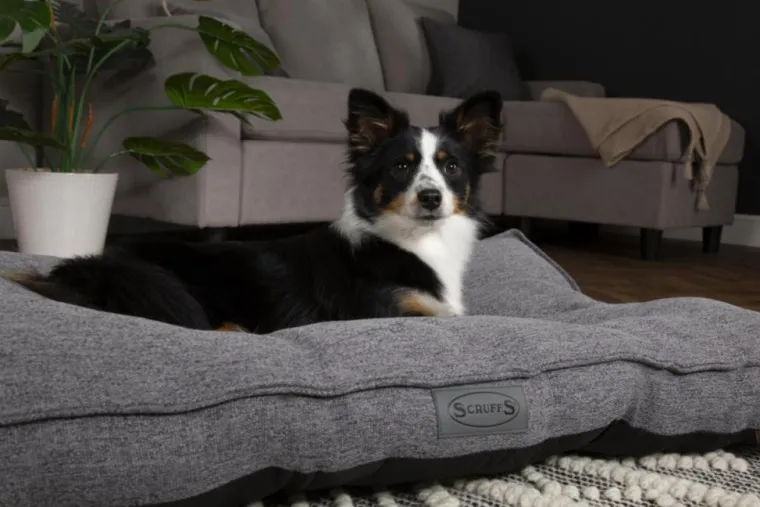 New SCRUFFS Coussin pour chien gris foncé Manhattan – Taille L