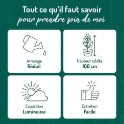 Best BOTANIC® Crassula argentea en pot terre cuite H 10 x Ø 15 cm