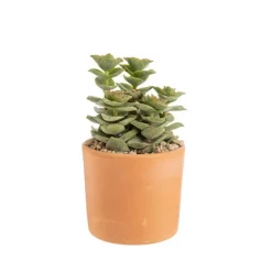 New BOTANIC® Crassula mix en pot terre cuite Ø 10 cm