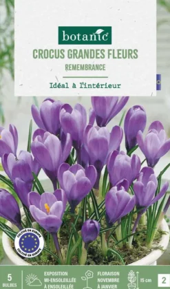 Best BOTANIC® Crocus intérieur Remembrance en mélange - 5 bulbes