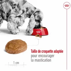 Outlet ROYAL CANIN Croquettes pour chien Medium adulte de + 7 ans - Le sac de 15 kg