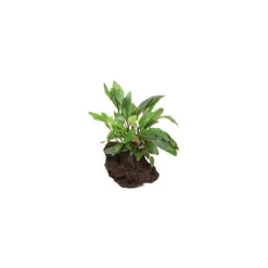 Online Cryptocoryne Beckettii Petchii Sur Roche S