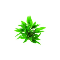 Cryptocoryne wendtii verte