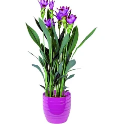 Hot Curcuma 85 cm en pot Ø 19 cm