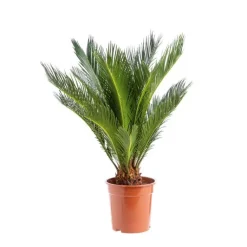 Sale Cycas Revoluta pot Ø19xH60/80 cm