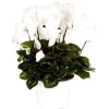 Hot BOTANIC® Cyclamen à grandes fleurs - Le pot de diamètre 14 cm.