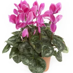 Clearance Cyclamen à grandes fleurs coloris varié. Le pot de 1 litre