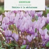 Online BOTANIC® Cyclamen hederifolium en mélange - 2 bulbes