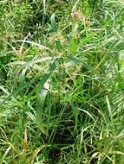 Sale Cyperus alternifolius 14 L en pot Ø 30 cm