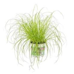 Sale Cyperus Zumula ou Herbe à chat pot Ø12 cm