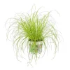 New Cyperus Zumula ou Herbe à chat pot Ø12 cm/ H30 cm