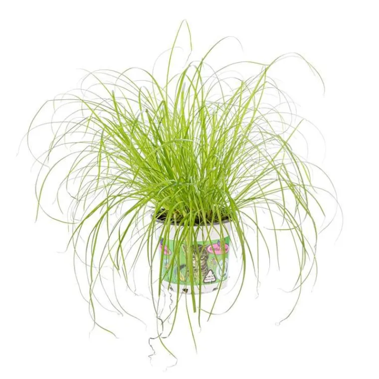 New Cyperus Zumula ou Herbe à chat pot Ø12 cm/ H30 cm