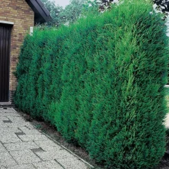 Sale BOTANIC® Cyprès de Leyland Fastigié - pot 10 L