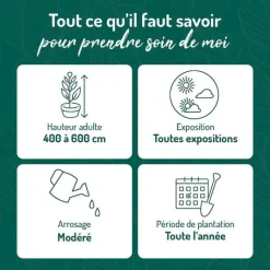 Sale BOTANIC® Cyprès de Leyland Fastigié - pot 10 L