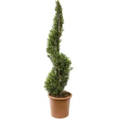 Cyprès doré CUPRESSUS - Le pot de 14L