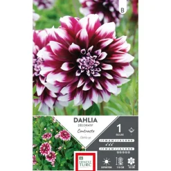 Clearance ERNEST TURC Dahlia à fleurs géantes contrastées. Le bulbe