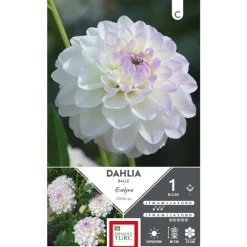 Online ERNEST TURC Dahlia balle Evelyne blanc pointe mauve Evelyne - 1 bulbe
