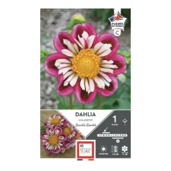 ERNEST TURC Dahlia collerette Bumble Rumble fuchsia - 1 bulbe