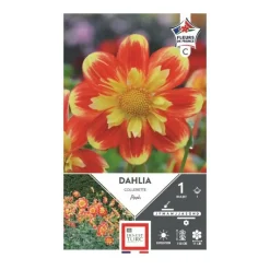 Hot ERNEST TURC Dahlia collerette Pooh rouge/jaune - 1 bulbe