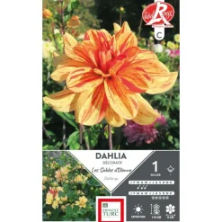 ERNEST TURC Dahlia décoratif Les sables d'Olonne orange strié rouge - 1 bulbe