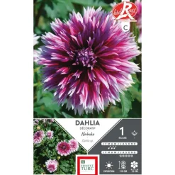 Online ERNEST TURC Dahlia dentelle Nabuko violet pointe blanc - 1 bulbe
