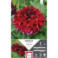 Online ERNEST TURC Dahlia fleurs géantes Spartacus rouge profond - 1 bulbe