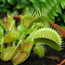 Sale Dionea Muscipula