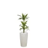 Clearance Dracaena lemon lime 3 tiges et son pot Rondo premium Ø 32 blanc
