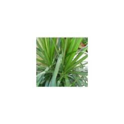 Best Dracaena Marginata 115 cm. Le pot de 21 cm