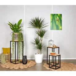 New Dracaena marginata 4 tiges et son pot Classico premium Ø 35 blanc