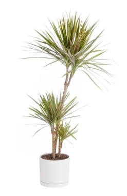 Online BOTANIC® Dracaena marginata 'Bicolor' 3 pieds vert en pot blanc émaillé . Le pot Ø 24 cm