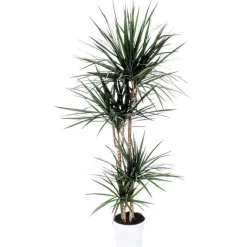 Discount Dracaena Marginata H 140 cm en pot de 24 cm