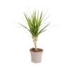 Clearance Dracaena Marginata pot Ø11xH40 cm