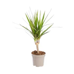 Clearance Dracaena Marginata pot Ø11xH40 cm
