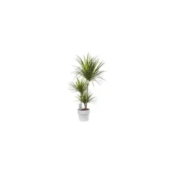 Online BOTANIC® Dracaena marginata vert