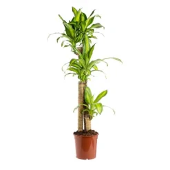 Outlet Dracaena Massangeana 3 PP pot Ø18/19xH130 cm