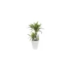 Best BOTANIC® Dracaena warneckei. Le pot de 21 cm
