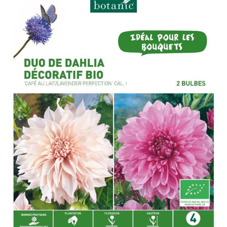 Discount BOTANIC® Duo de Dahlia décoratif bio café au lait/Lavender perfection rose et blanc - 2 bulbes