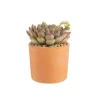 Discount BOTANIC® Echeveria mix pot terre cuite Ø10xH15 cm