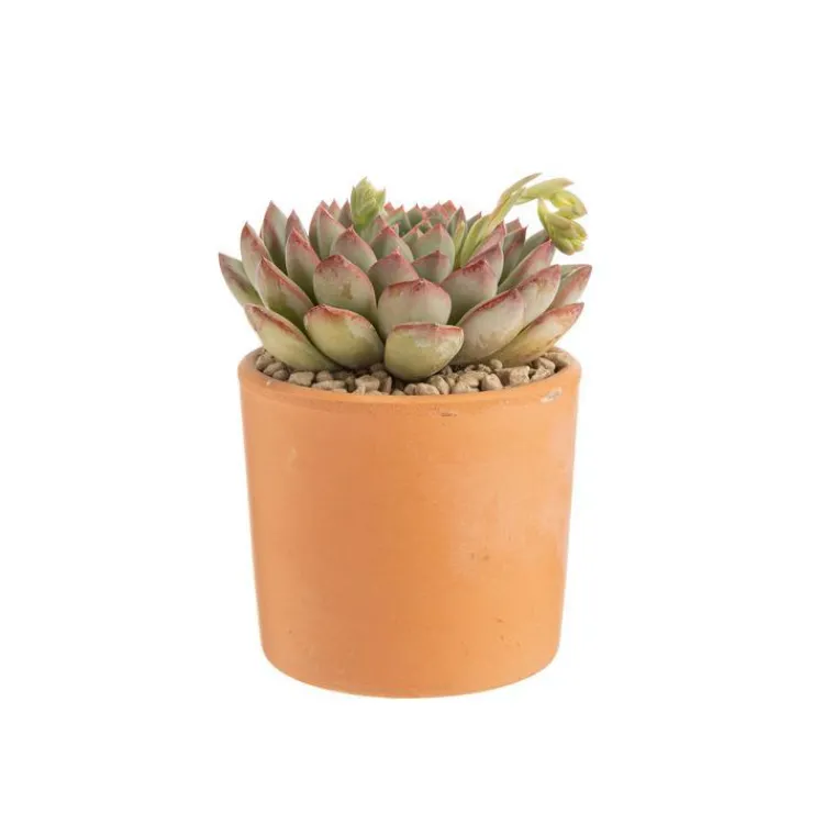 Discount BOTANIC® Echeveria mix pot terre cuite Ø10xH15 cm
