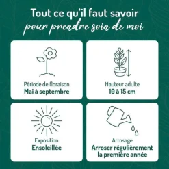 Outlet BOTANIC® Edelweiss - Le pot de 9 x 9 cm