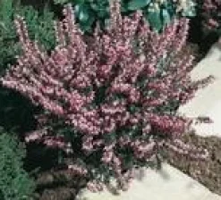 Online Erica Darleyensis – Pot de 1L